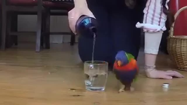 Thirsty Parrot is excited to grab a cup of water