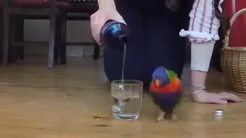 Thirsty Parrot is excited to grab a cup of water