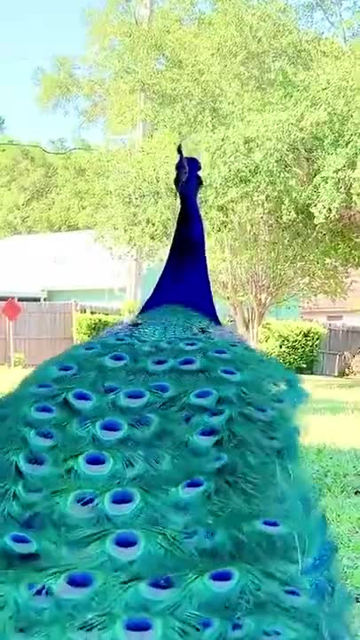 peacock video