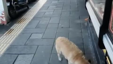 Butcher hands out meat to stray animal