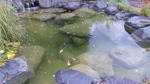 Koi Feeding Time