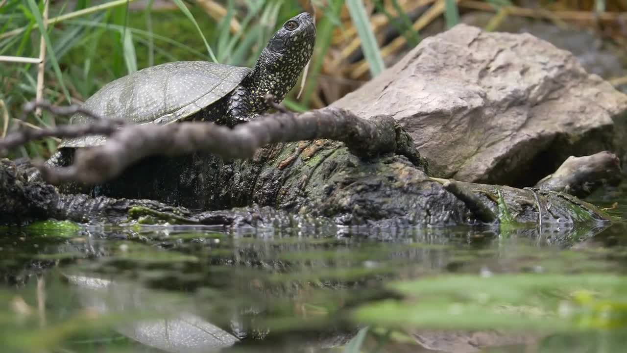 A slightly moving footage of a turtle enjoying and observing the environment