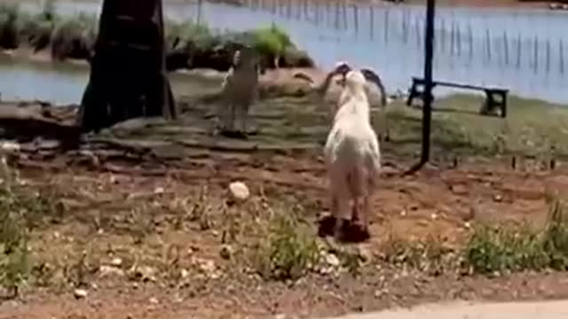 Funny animals