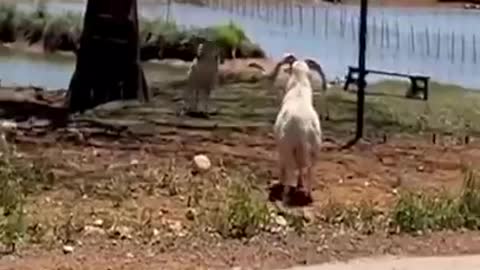 Funny animals