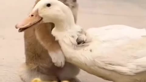 Funny Cats and Dogs Videos, Cute Dogs, Cute Cats Compilation