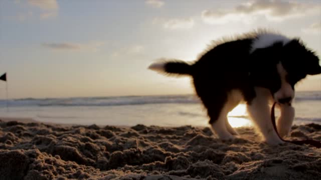 A dog playing on the beach A dog playing on the beach over the sand