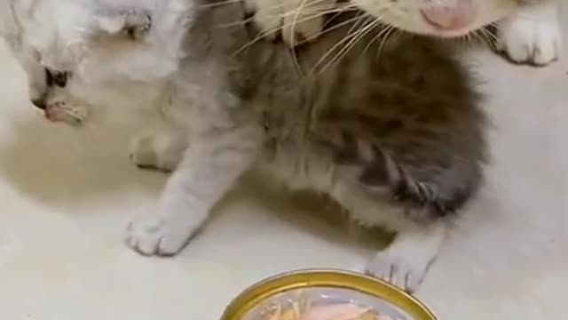 lovely cat fun