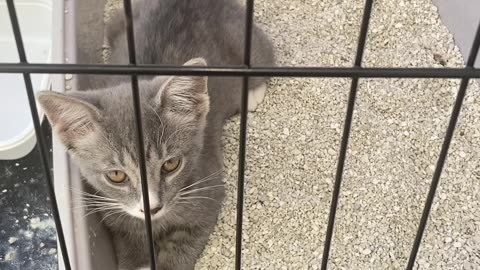 Cute Cat Video
