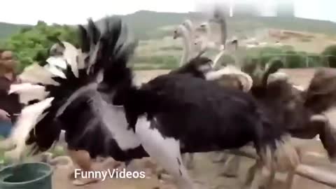 funny animals 2021 try not to lough 10