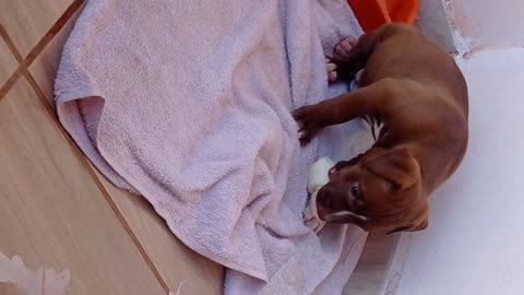 Linda Pitbull Mel brincando com a mamãe 😍