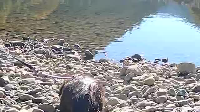 Three swimming sausage brothers