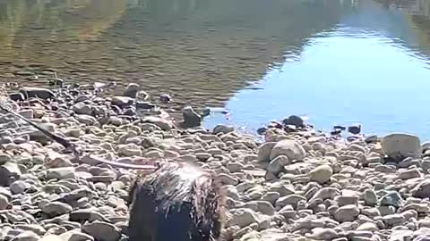 Three swimming sausage brothers