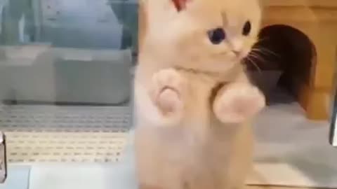 Super cute cats and dogs