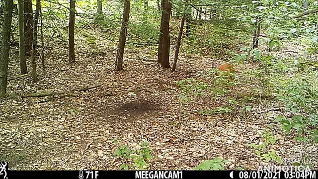 Backyard Cam One Year Mock Scrape
