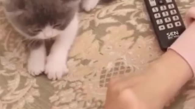 Watch As The Cutest Kitty Mimic Her Owners Hand | Adorable Cat Shorts