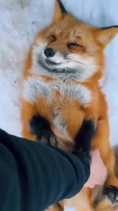rescued-fox-belly-rubs-🤗-