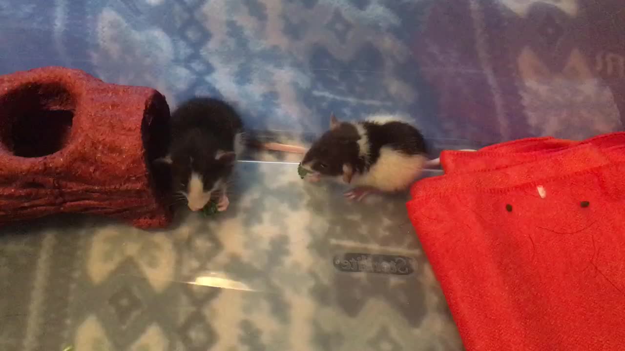 Baby dumbo rats eat broccoli