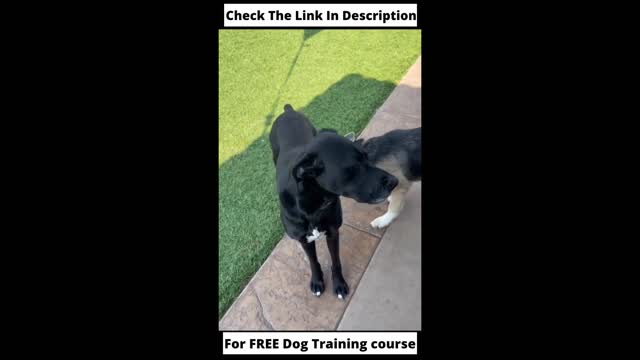 Smart dog training course.cute dog training .....funny dog training video.