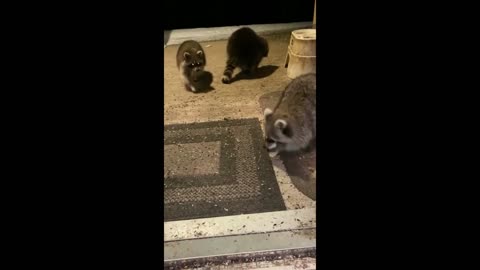 Racoon Eating Cotton Candy