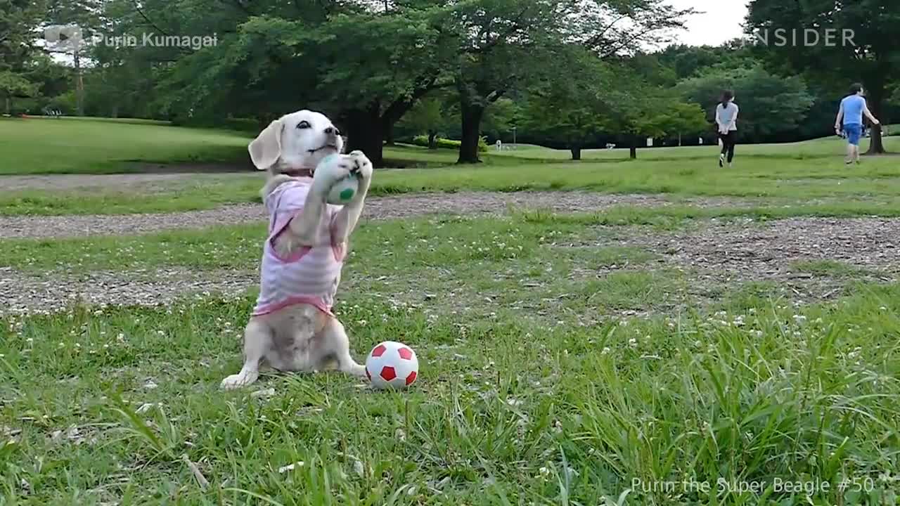 Most Canadian dog ever is an incredible goalie😱😱