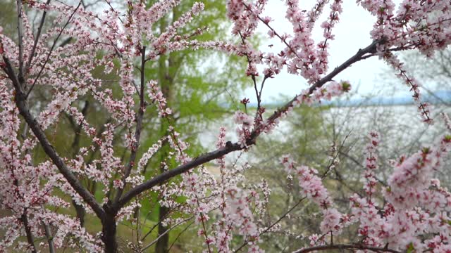 Cherry flowers