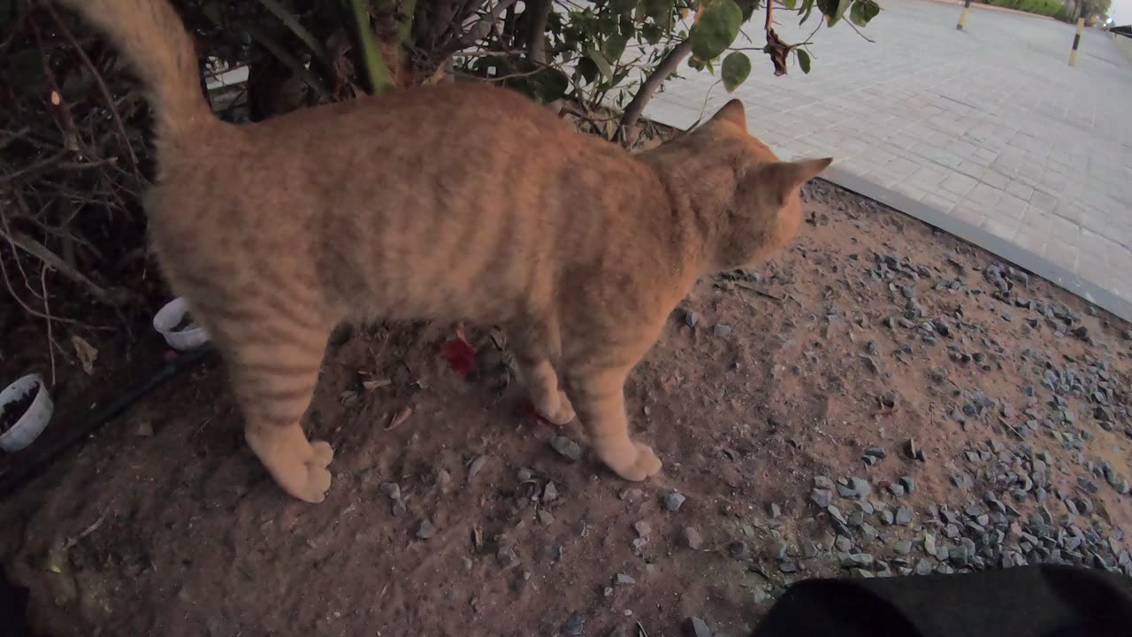 ED SHEERAN & CHRIS MARTIN - Homeless cats in Ras Al Khaimah, UAE #cat #cats #EdSheeran #ChrisMartin