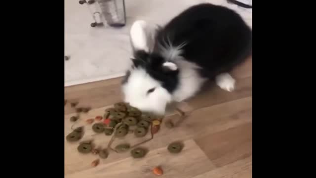 the funniest animals 01