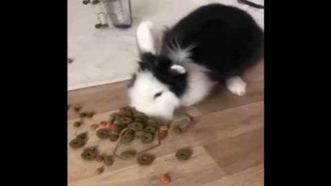 the funniest animals 01