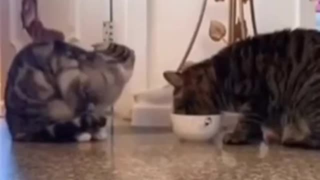 добрые коты