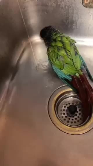 Parrot bathing