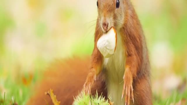 animals, cat, rabbit, puppy, dog, loveanimals 09.