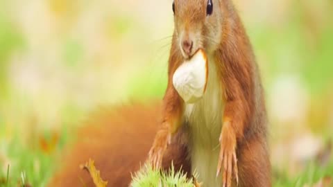 animals, cat, rabbit, puppy, dog, loveanimals 09.