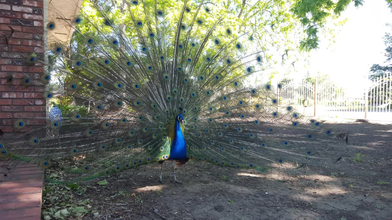 Du Tăng Thích Minh Tánh nói về hầu ₫ồng và bóng, thần y