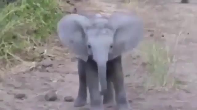 Very cute baby Elephant. #shorts