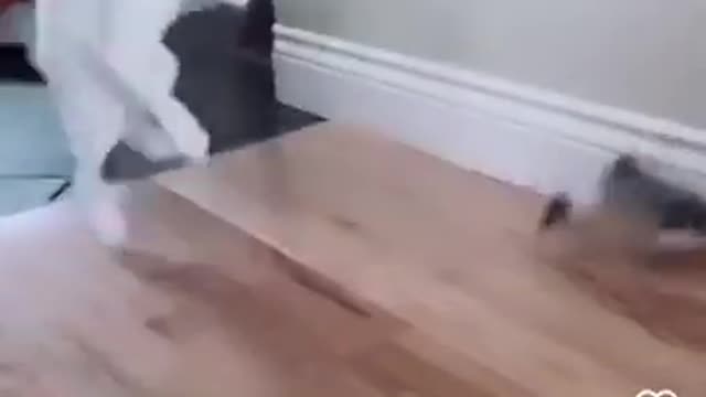 CATS