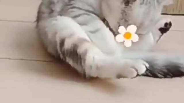 OMG These Cats Are So Cute And Beautiful | Viral Cat