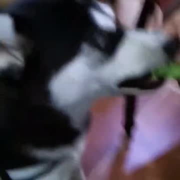 Stubborn husky is on a diet