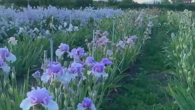 blue and flowers