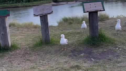 On the coast of the river, wonderful times with the joyful seagulls