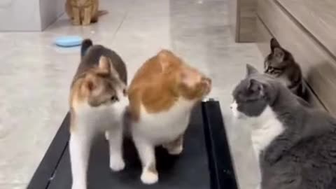 Cats vs Treadmill: Who Wins? 😂🐱 #cats #funnyanimals