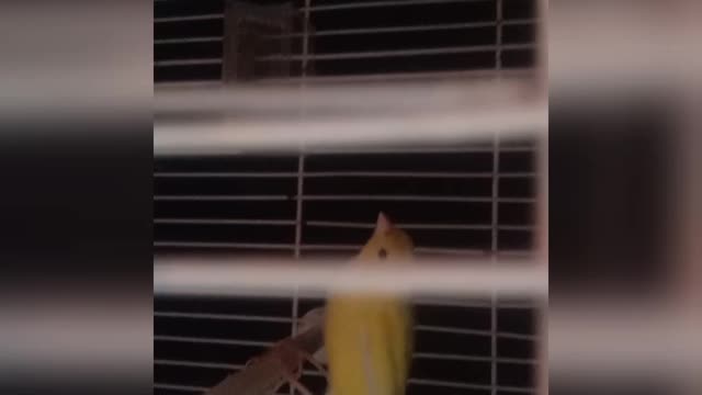 Canary birds