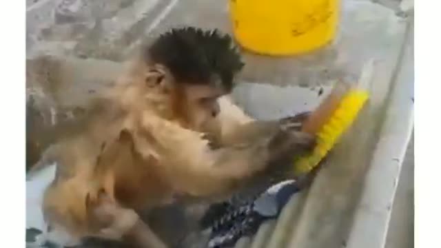 Macaquinho trabalhador