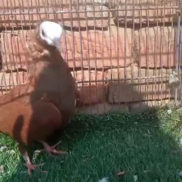 Fancy spring nack beautiful breeder pair