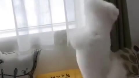 Try Not To Laugh At This Ultimate Funny Dog Video.