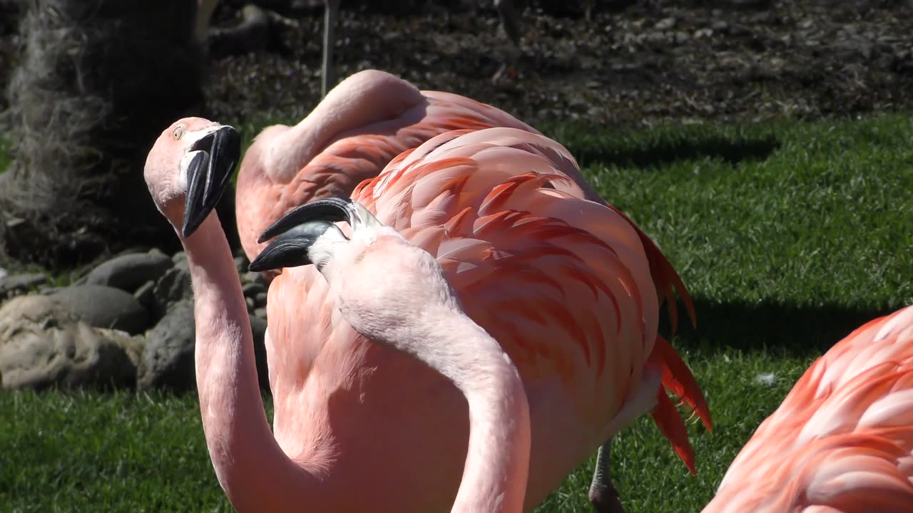 Why Flamingos Are Pink Fascinating Facts About Their Feathers!