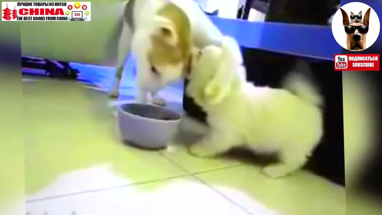 Bromitas entre perros y gatos🤭