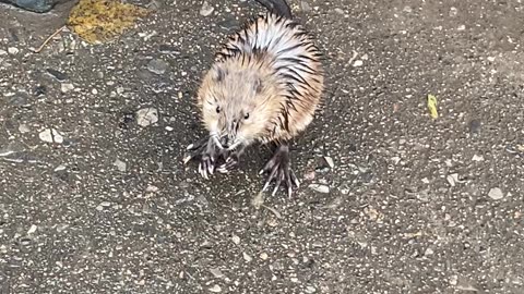 Large Rat Fights Back Against Dog