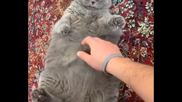 FUNNY ANIMALS VIDEOS