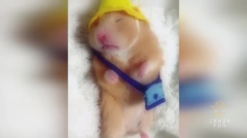 funny videos including hampsters and more