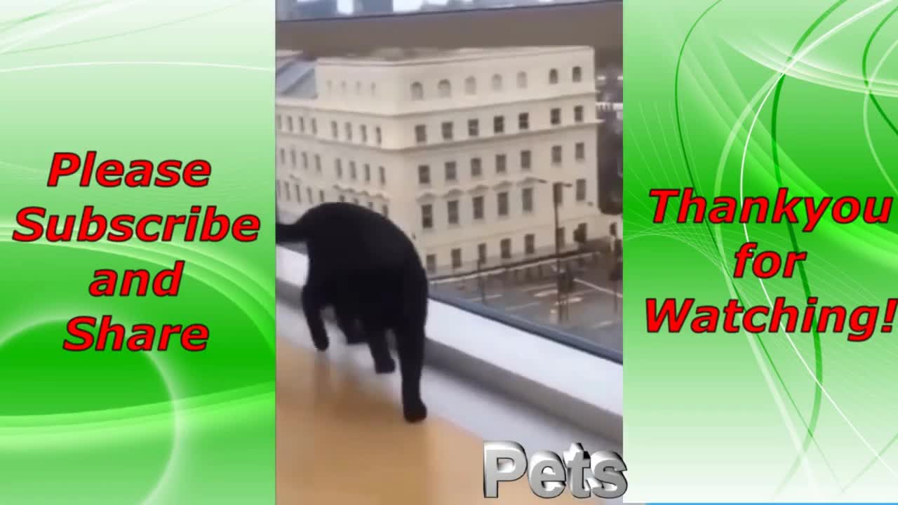 Funny Pets Compilation #13